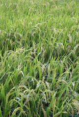 Obraz premium Green rice field in Bali, Indonesia