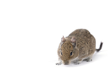 degu
