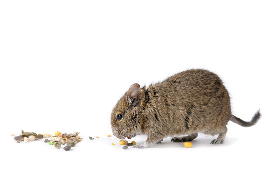 degu with food