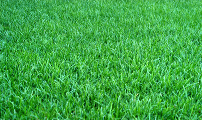 Patch of grass