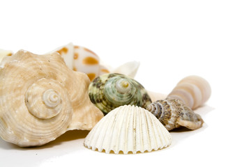 sea shells on white background with copy space