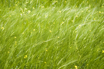 Green wheat in field with small yellow flowers, close-up
