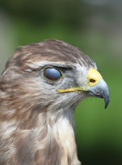 Fototapeta premium bird of prey with closed eyes