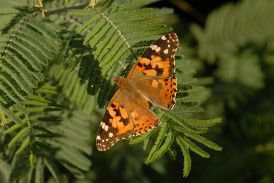 Gro&szlig;er Fuchs auf Mimose