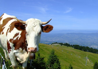 Fototapeta na wymiar Vache montagnarde