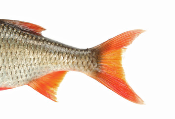Flossen