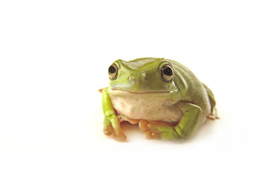 Frog