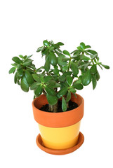 Jade tropical plant isolated
