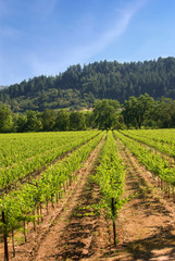 Fototapeta na wymiar A vineyard in the wine growing region of Napa in California.