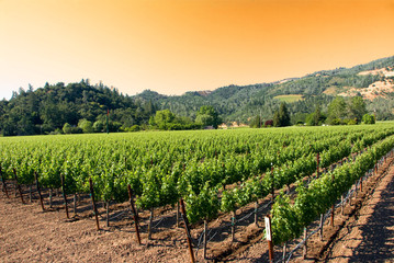 Fototapeta na wymiar Winnic w regionie uprawy winorośli Napa w Kalifornii.