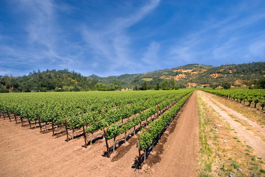 A vineyard in the wine growing region of Napa in California.