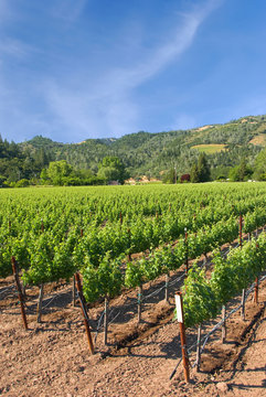 A vineyard in the wine growing region of Napa in California.