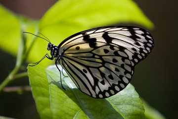 Resting Butterfly