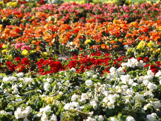 Flora 09