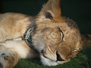 Zoo 01