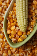 Maize