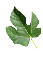 Feuille de figuier