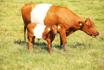 A dutch belted cow with a calf