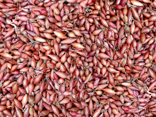 Onion bulbs sold at open market