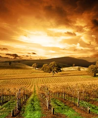 Cercles muraux Vignoble Autumn Sunset over vineyard