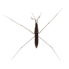 Water strider