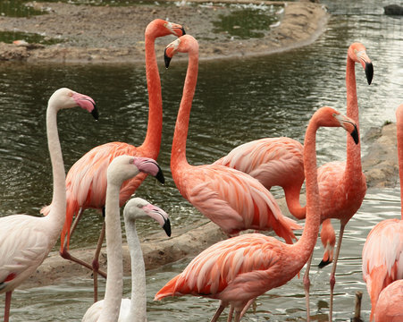 Pink and white flamingos have a rest on the river