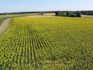 tournesols