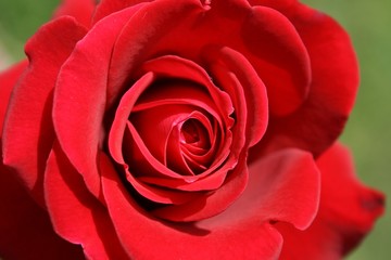 rote Rose