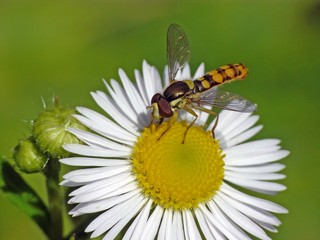 Schwebfliege