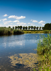 Paysage de marais