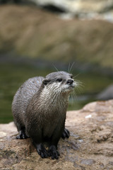 Fototapeta premium Otter