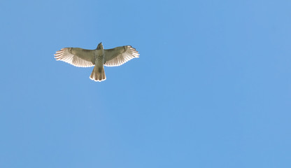 Red-tail hawk soaring through the clear blue sky