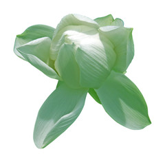 fleur de lotus