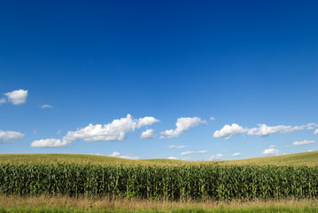 Corn field with a cloudy blue sky overhead