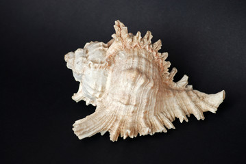 Shell