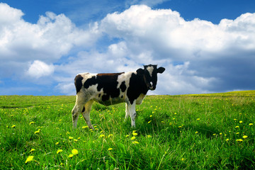 Fototapeta na wymiar krowa na zielonej dandelion pole w obszarze błękitne niebo