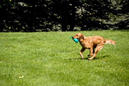 Retriever 080812 4
