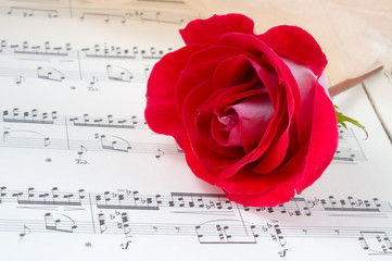 rose on a musical sheet.