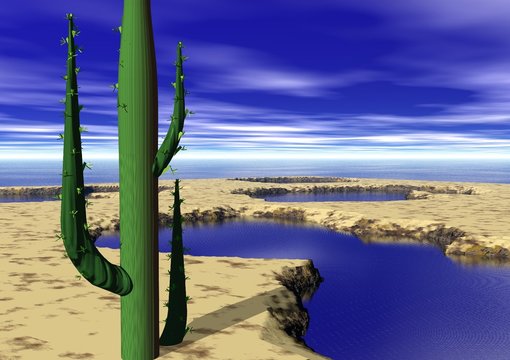 cactus dans un oasis