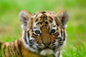 Naklejka premium słodki tygrys syberyjski (Tiger Panthera tigris altaica)