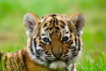 Papier Peint photo Lavable Tigre adorable petit tigre de Sibérie (Tiger Panthera tigris altaica)