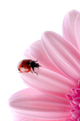 flower petal with ladybug.