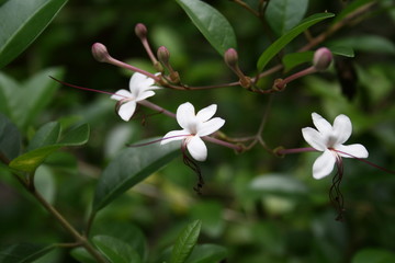 Obraz premium Flores Blancas