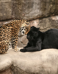 Jaguars in Love