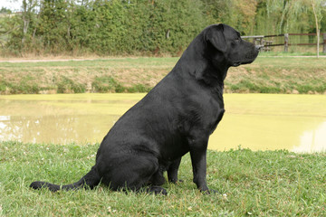 labrador noir au repos