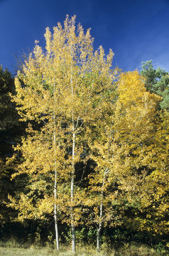 Zitterpappel im Herbst