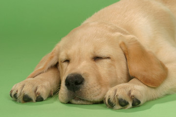 chiot labrador en pleine sieste © CALLALLOO CANDCY