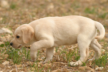 chiot labrador chasse au trésor