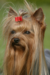 Naklejka premium yorkshire portrait princesse triste