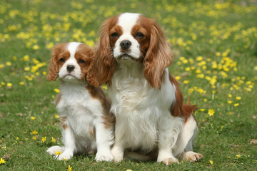 cavaliers king charles maman et bébé